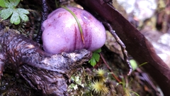 Cortinarius archeri