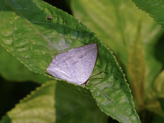 Curetis acuta