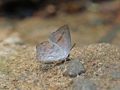 Curetis acuta