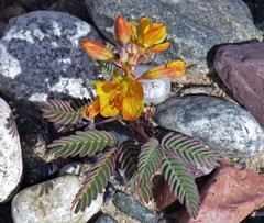 Hoffmannseggia trifoliata