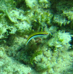 Halichoeres maculipinna