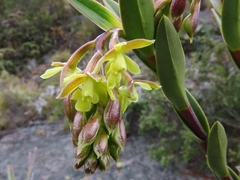 Epidendrum zipaquiranum