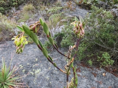 Epidendrum zipaquiranum