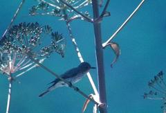 Muscicapa striata tyrrhenica