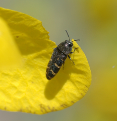 Acmaeodera exilis