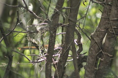 Toxostoma longirostre