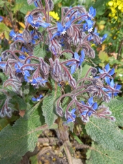 Borago officinalis