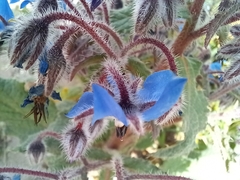 Borago officinalis