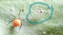 Theridiidae