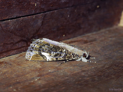 Ercheia pulchrivenula