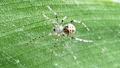 Theridiidae