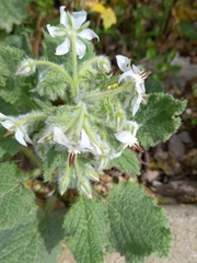 Borago officinalis