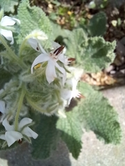 Borago officinalis
