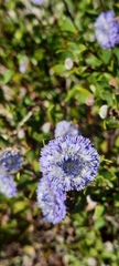 Globularia alypum