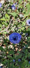 Globularia alypum