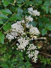 Ligustrum sinense