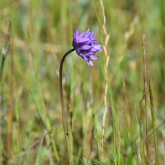 Dichelostemma congestum