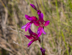 Gladiolus