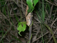 Calotes versicolor