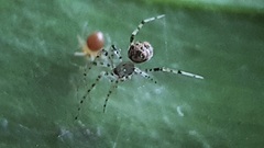 Theridiidae