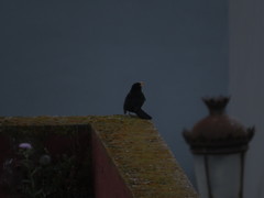 Turdus merula cabrerae