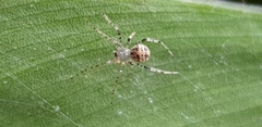 Theridiidae