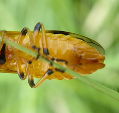 Argidae