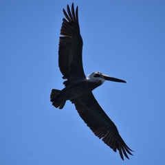 Pelecanus occidentalis