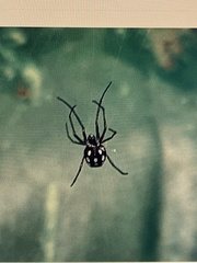 Leucauge argentina