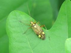 Rhabdomiris striatellus