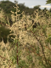 Chenopodium baccatum