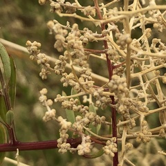 Chenopodium baccatum