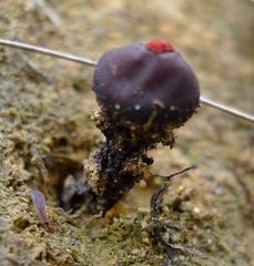 Calostoma fuscum