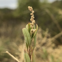 Chenopodium baccatum