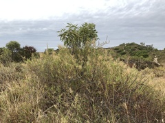 Chenopodium baccatum