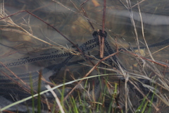 Bufo spinosus