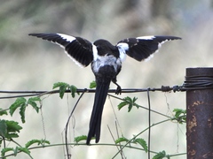 Lanius melanoleucus melanoleucus