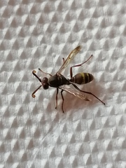 Polistes