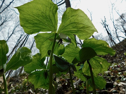 Illscented wakerobin (Trillium rugelii)