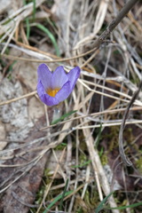 Crocus tauricus