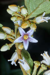 Lycianthes ocellata image