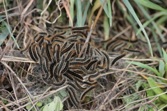 Malacosoma franconicum