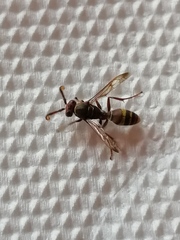 Polistes
