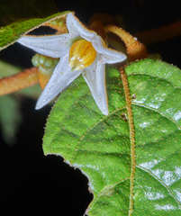 Lycianthes ocellata image