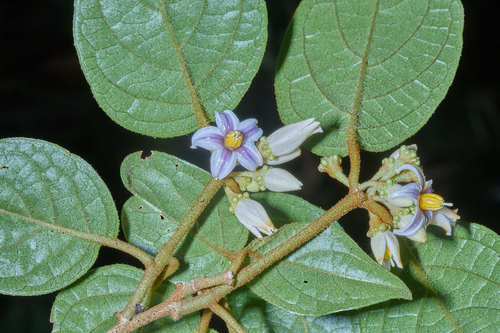 Lycianthes image