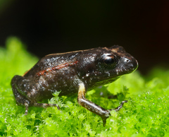Arthroleptella lightfooti