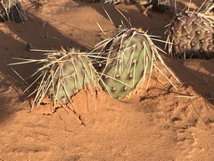 Opuntia polyacantha
