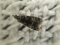 Scoparia exhibitalis