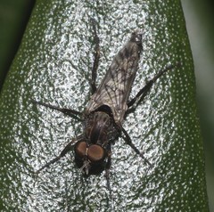 Bonjeania