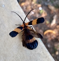 Calopteron terminale